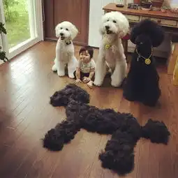 如果因为生孩子就把狗狗送走,你将永远错过这些画面