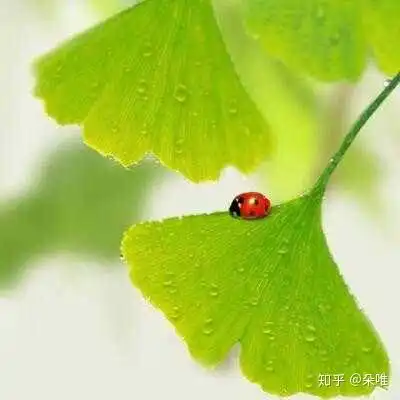 qq女生头像绿色小清新天