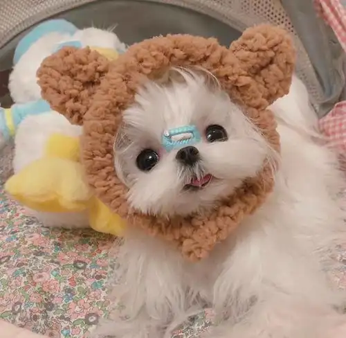 女生和狗狗的头像养狗
