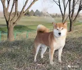 一群可爱小狗,笑翻全场
