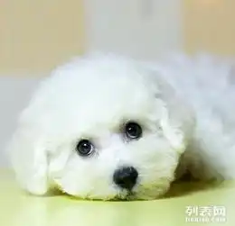 昆明哪里有纯种比熊卖多少钱可以买到哪里有狗卖多少钱