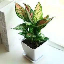这8种植物养在办公室,助你鸡年财旺运好工作顺心