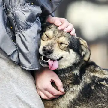 女生和狗狗的头像呕吐