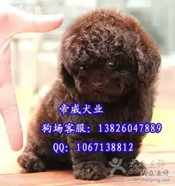 帝威泰迪熊适合女孩子养吗成年泰迪熊图片图片广州宠物