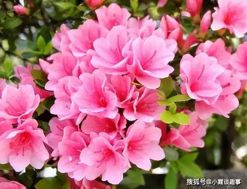 一生得到男人宠爱的3生肖女,桃花遍地开,一生有好运相伴