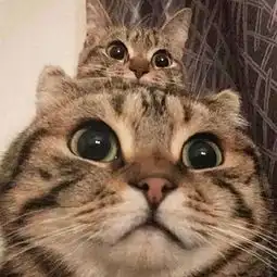 亮猫拍照,必有一小哈哈,后面的喵喵太可爱了
