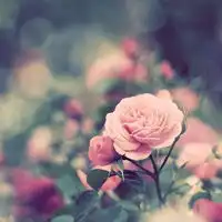 花唯美qq头像爱自己远胜于爱你