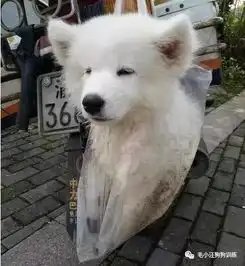 鲁迅你永远牵不回一只不爱回家的狗子...
