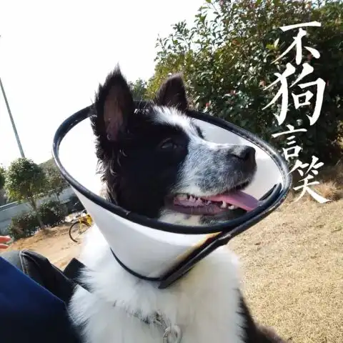 长沙伢子们,别再说你过的连狗都不如了,你是真的不如狗