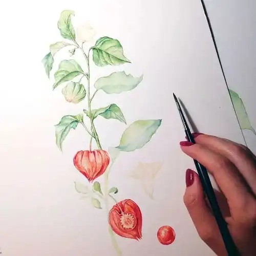 水彩她不仅有颜,更是有才,把花卉都画活了