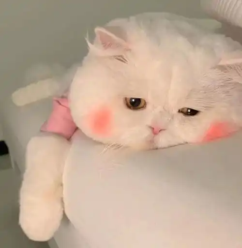 少女与猫头像敖子逸