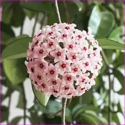请问大家这是什么花