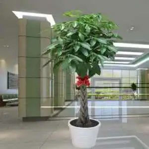 发财树喜欢酸性土壤还是碱性土壤