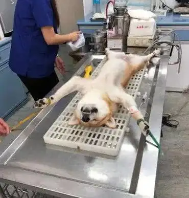 男子带柴犬去做结扎,狗子被绑住一脸不情愿,手术后的反应亮了