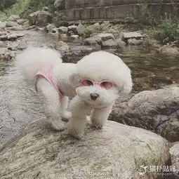 据说这是很适合女生养的狗狗,棉花糖小比熊