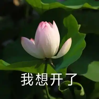 岳阳赏荷采莲不必去团湖市区周边3个好去处
