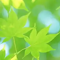 绿色小清新头像