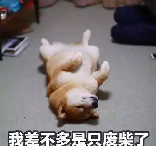 牵绳遛狗却险被车撞,30秒后主人决定带狗去绝育
