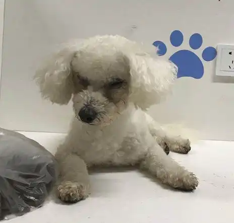 我想有个家长春猫狗无偿领养927