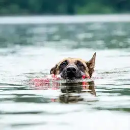 女生和狗狗的头像犬瘟