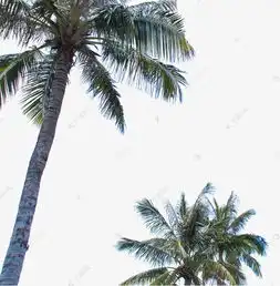 椰子树椰树素材图片免费下载千库网