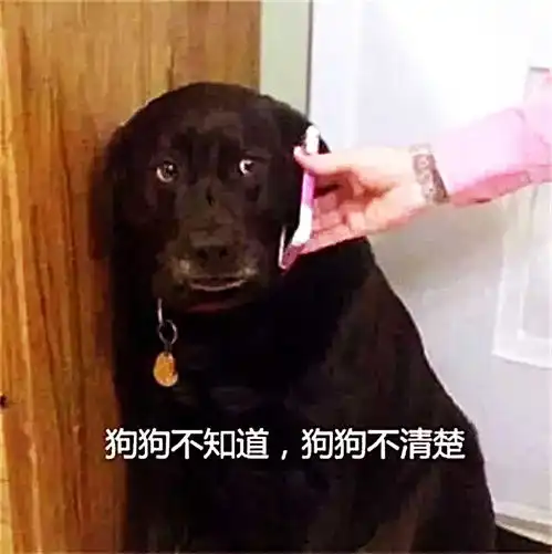 狗狗不仅犯错,还毫无悔意,当女子将电话给它时,下一秒让人笑喷