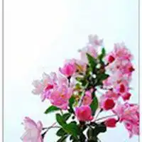 海棠花头像微信头像图片大全