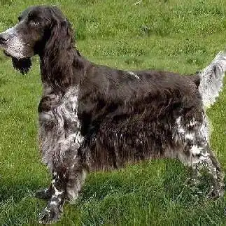 女童遭烈犬撕咬注意桂城禁养这27种烈性犬