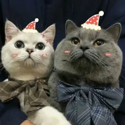 少女与猫头像情头