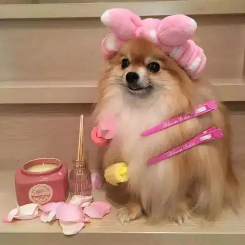 卡哇伊的博美宝宝,是小仙女本汪了,真的好嫉妒