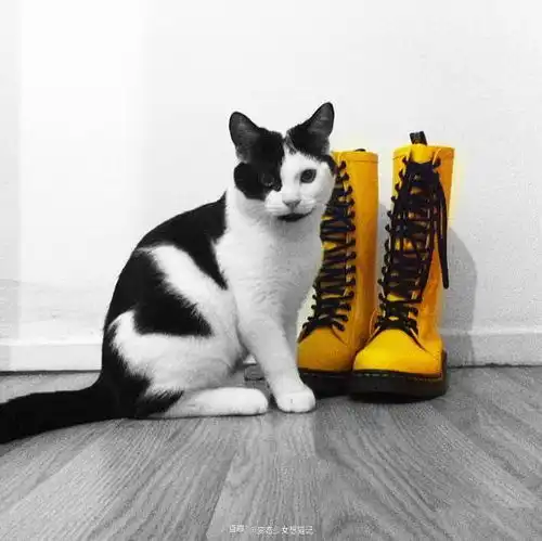 变态少女想猫记的相册这个臭猫