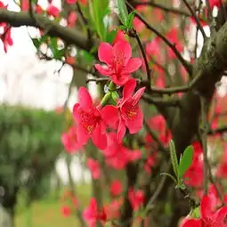 海棠花图片,海棠花图片大全