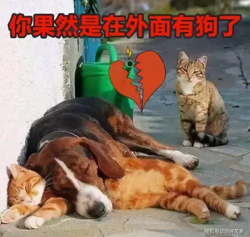 搞笑gif趣图为了看小姐姐跳舞,我可是花了大价钱买门票的