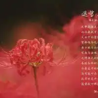 彼岸花头像记忆中的美好回忆微信头像图片大全