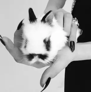 这样虐猫很销魂