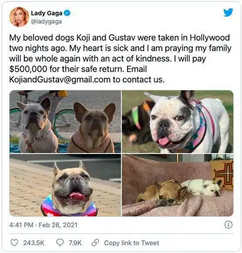 绑架ladygaga爱犬团伙落网,送还狗女子竟是帮凶