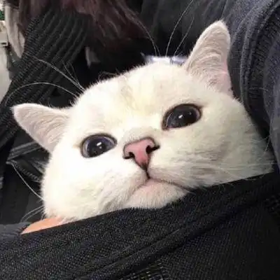 冷酷猫头像霸气高冷孤独头像猫
