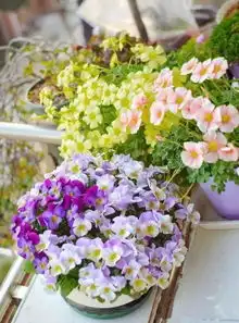 0.5米宽的窗台,被她种成小花园,美过大院子