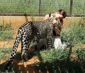波兰美女能与猛兽亲密沟通老虎猎豹全都不怕