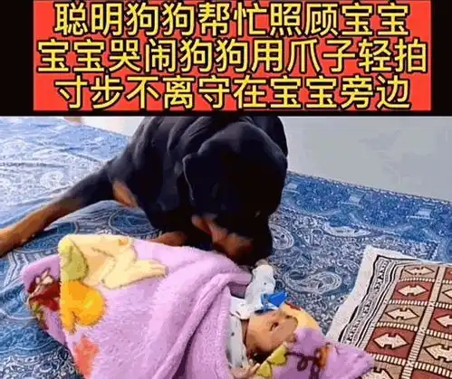 又一起湖南恶犬疯狂撕咬小女孩致重伤,狗主人慌忙跪地道歉