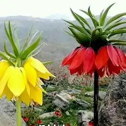请问有谁知道这是什么花呢