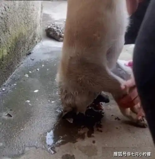 流浪狗被坏人投毒吐白沫,善良女孩赶紧施救,狗狗的反应超暖心