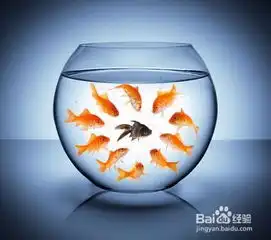 小金鱼怎么饲养好