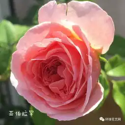 抨击少女心的20款粉色系玫瑰,浪漫整个夏天