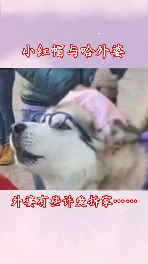别看它是只狗子,其实是小女孩的外婆