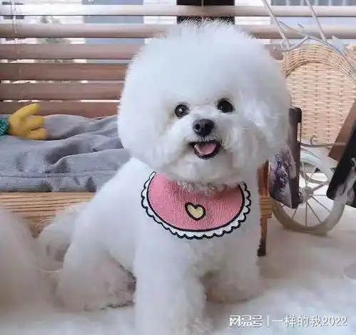 适合女生伴养的狗狗有哪几种呢
