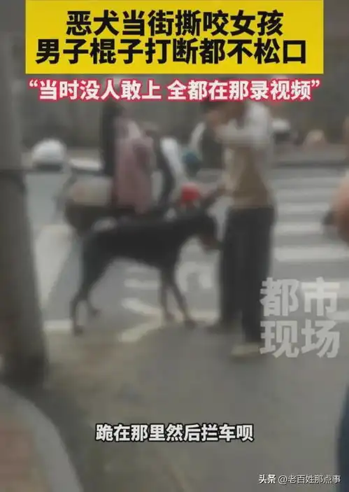 认怂了湖南恶犬咬穿女孩的腿,狗主人身份曝光,面临巨额医药费