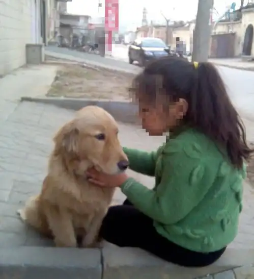 金毛把邻家小孩子吓哭,孩子却愧疚的对狗狗主人道歉