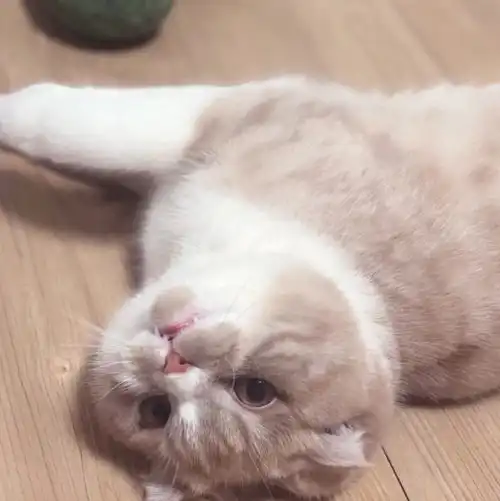 超可爱呆萌的宠物头像