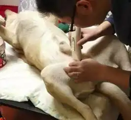 给狗狗做完绝育手术,它回家只给我背影和这个表情